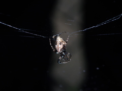 Cyclosa confusa