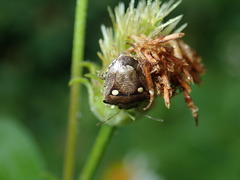 Eysarcoris guttigerus