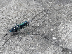 Cosmodela batesi