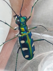 Cosmodela batesi