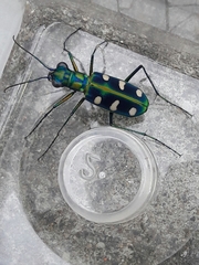 Cosmodela batesi