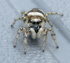 Salticus scenicus