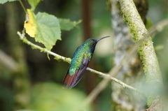 Campylopterus falcatus