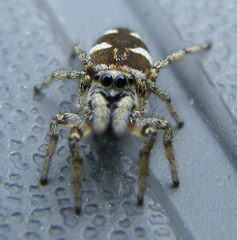 Salticus scenicus