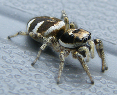 Salticus scenicus