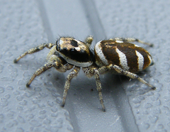 Salticus scenicus