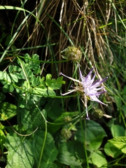 Phyteuma scheuchzeri