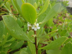 Myoporum boninense
