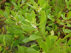 Myoporum boninense