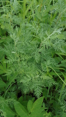 Artemisia macrantha