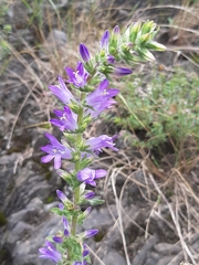 Campanula spicata