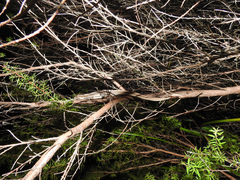 Toropuku inexpectatus