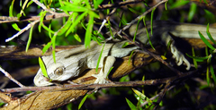 Toropuku inexpectatus