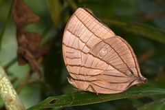 Amathuxidia amythaon