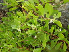 Myoporum boninense