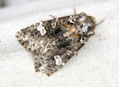 Melanchra adjuncta