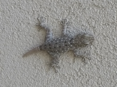 Ptyodactylus puiseuxi