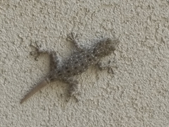 Ptyodactylus puiseuxi