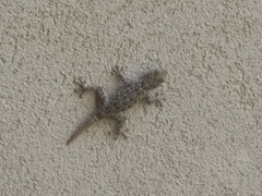 Ptyodactylus puiseuxi