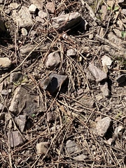 Erynnis icelus