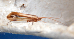 Limnephilus ornatus