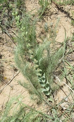 Penstemon buckleyi