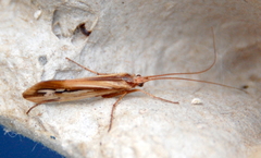 Limnephilus ornatus