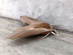 Theretra alecto