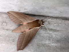 Theretra alecto