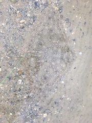 Lessa's Butterfly Ray photo 1