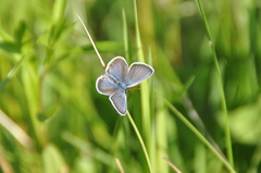 Plebejus argus