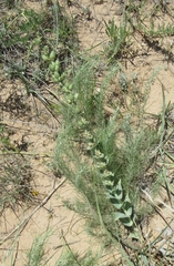 Penstemon buckleyi