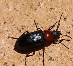 Heliotaurus ruficollis