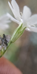 Silene linnaeana