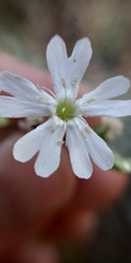 Silene linnaeana