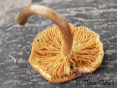 Gymnopilus