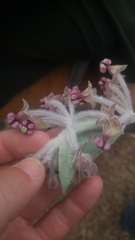 Asclepias californica