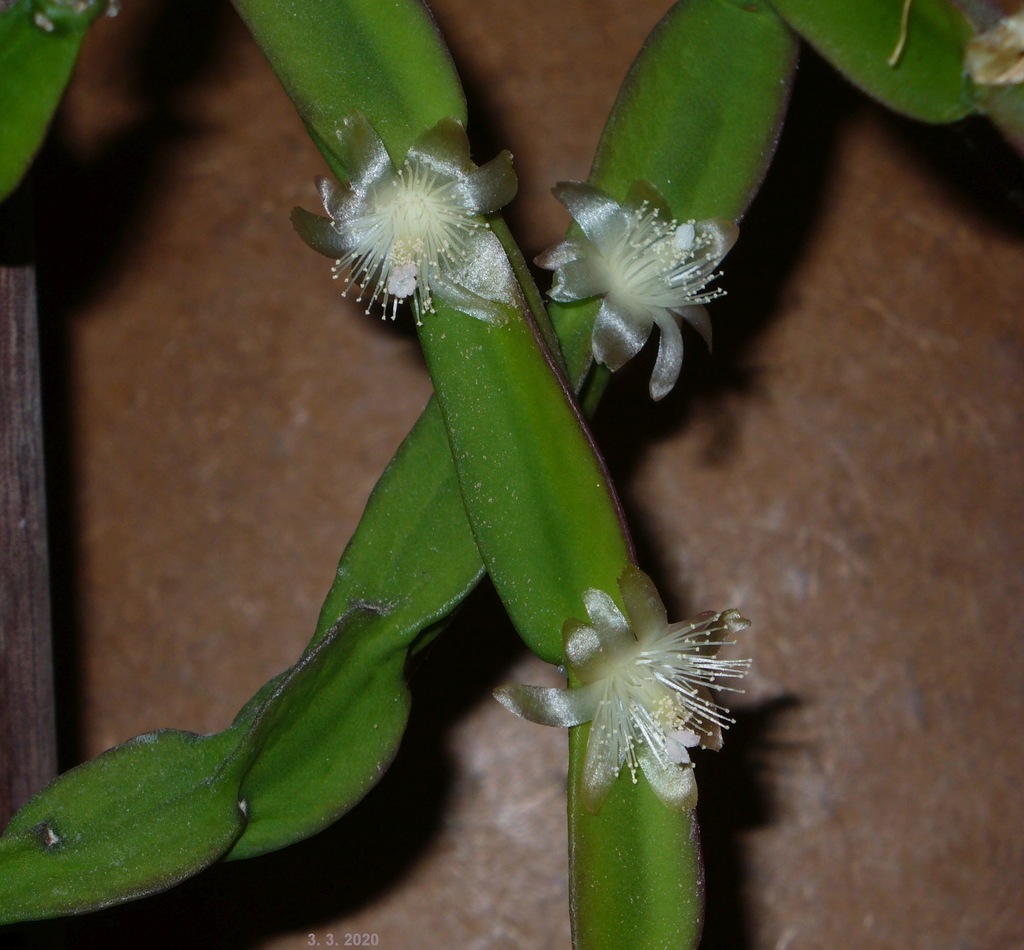 Chain Cactus