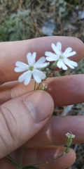 Silene linnaeana
