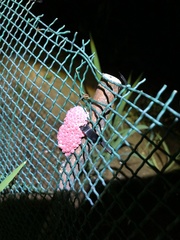 Pomacea canaliculata