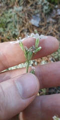 Silene linnaeana