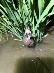 Pomacea canaliculata