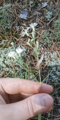 Silene linnaeana