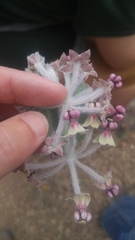 Asclepias californica