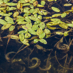 Potamogeton amplifolius