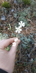 Silene linnaeana