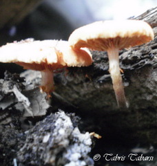 Gymnopilus