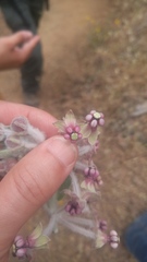 Asclepias californica