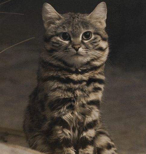 Black-footed Cat