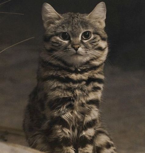 Black-footed Cat